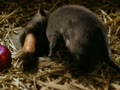 動画:しゃーろっとのおくりもの
