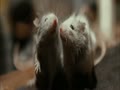 動画:スパイダーウィックの謎 1/2