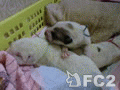 動画:グレートピレニーズの仔犬タン^^♪