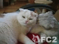 動画:仲良し?