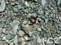 動画：蝉、土の中からでてきたよ。